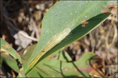 Ancylosis substratellum (Christoph, 1877) - ������� ---