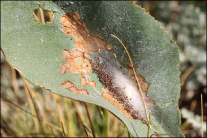Ancylosis substratellum (Christoph, 1877) - ������� ---