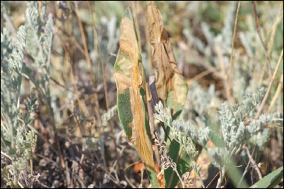 Ancylosis substratellum (Christoph, 1877) - ������� ---