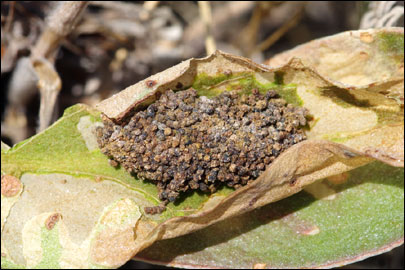 Ancylosis substratellum (Christoph, 1877) - ������� ---