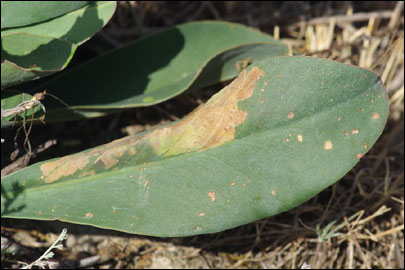 Ancylosis substratellum (Christoph, 1877) - ������� ---