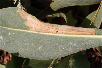 Ancylosis substratellum (Christoph, 1877) - ������� ---