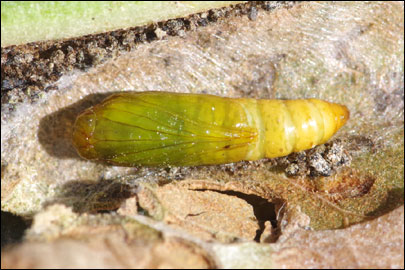 Ancylosis substratellum (Christoph, 1877) - ������� ---