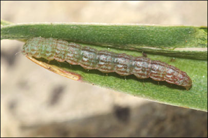 Ancylosis substratellum (Christoph, 1877) - ������� ---