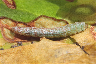 Ancylosis substratellum (Christoph, 1877) - ������� ---
