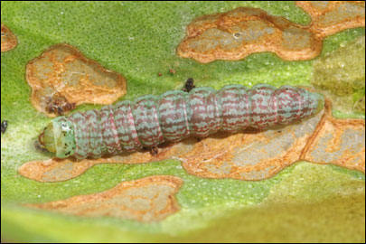 Ancylosis substratellum (Christoph, 1877) - ������� ---