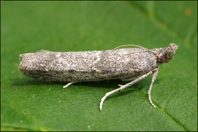 Ancylosis substratellum (Christoph, 1877) - ������� ---