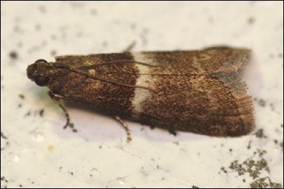 Elegia similella (Zincken, 1818) - ������� �������