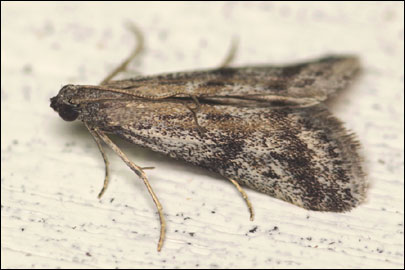 Ephestia welseriella (Zeller, 1848) - ������� �������