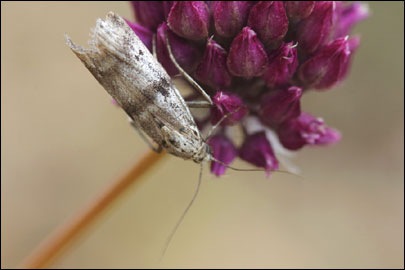 Ephestia welseriella (Zeller, 1848) - ������� �������