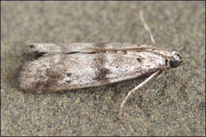 Ephestia welseriella (Zeller, 1848) - ������� �������