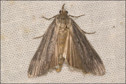 Epischnia adultella (Zeller, 1848) -  