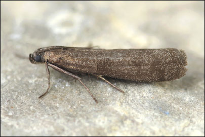 Episcythrastis tetricella ([Denis & Schiffermuller], 1775) - ������� �������