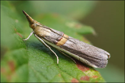 Etiella zinckenella (Treitschke, 1832) - ������� ���������