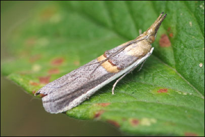 Etiella zinckenella (Treitschke, 1832) - ������� ���������