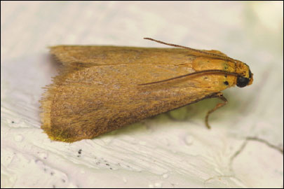 Eurhodope cirrigerella (Zincken, 1818) - ������� ---