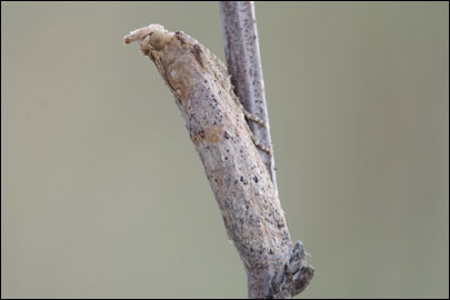 Gymnancyla hornigi (Lederer, 1852) -  