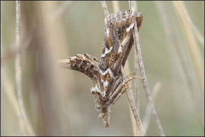 Hypotia massilialis (Duponchel, 1832) - ������� �������������