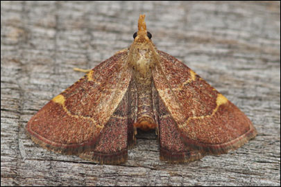 Hypsopygia rubidalis ([Denis & Schiffermuller], 1775) - ������� ��������