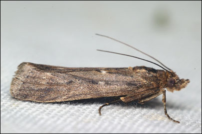 Isauria dilucidella (Duponchel, 1836) -  