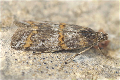 Khorassania compositella (Treitschke, 1835) - ������� ����������