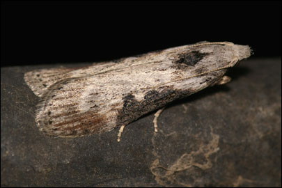 Lamoria anella (Denis & Schiffermuller, 1775) - ������� �����