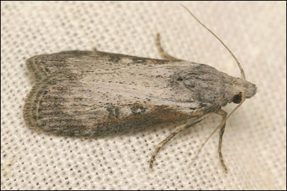 Lamoria anella (Denis & Schiffermuller, 1775) - ������� �����