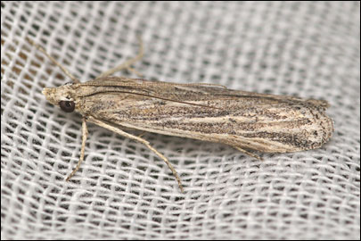 Laristania taftanella (Amsel, 1953) - ������� ����������
