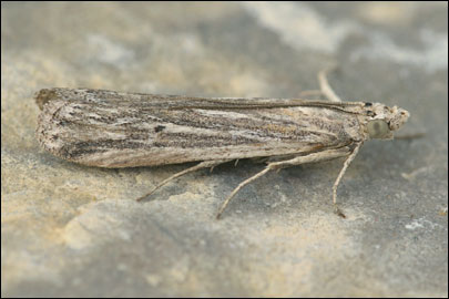 Laristania taftanella (Amsel, 1953) - ������� ����������
