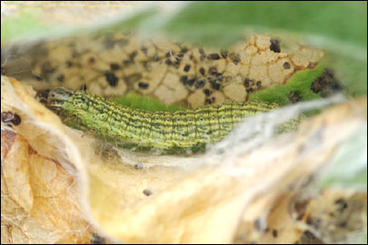 Oxybia transversella (Duponchel, 1836) - ������� ����������