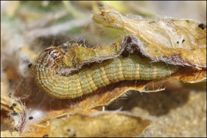 Oxybia transversella (Duponchel, 1836) - ������� ����������