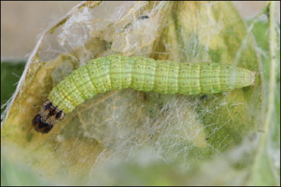 Oxybia transversella (Duponchel, 1836) - ������� ����������