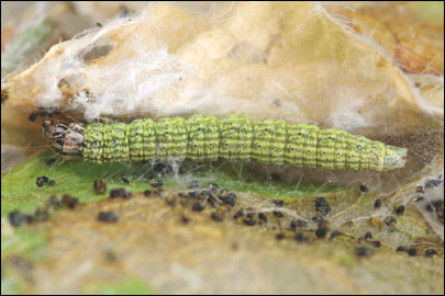 Oxybia transversella (Duponchel, 1836) - ������� ����������