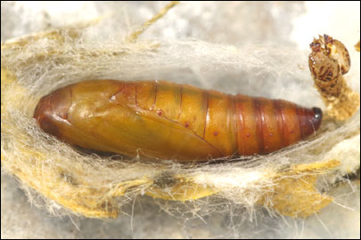 Oxybia transversella (Duponchel, 1836) - ������� ����������