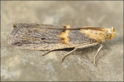 Oxybia transversella (Duponchel, 1836) - ������� ����������
