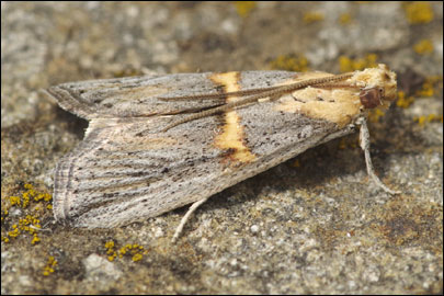 Oxybia transversella (Duponchel, 1836) - ������� ����������