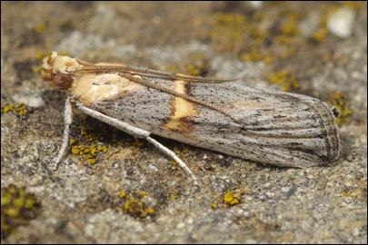 Oxybia transversella (Duponchel, 1836) - ������� ����������