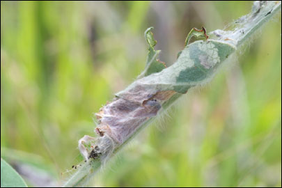 Pempelia albariella (Zeller, 1839) - ������� ---