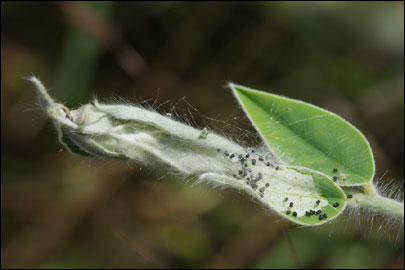 Pempelia albariella (Zeller, 1839) - ������� ---