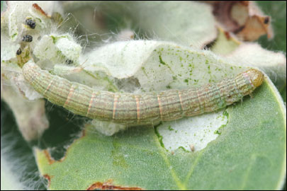 Pempelia albariella (Zeller, 1839) - ������� ---