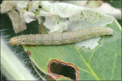 Pempelia albariella (Zeller, 1839) - ������� ---