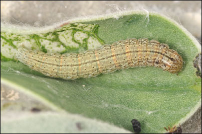 Pempelia albariella (Zeller, 1839) - ������� ---