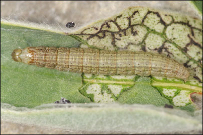 Pempelia albariella (Zeller, 1839) - ������� ---