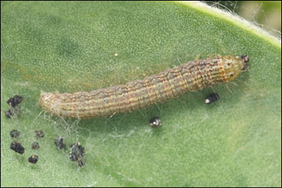 Pempelia albariella (Zeller, 1839) - ������� ---