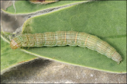 Pempelia albariella (Zeller, 1839) - ������� ---