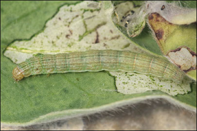 Pempelia albariella (Zeller, 1839) - ������� ---