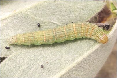 Pempelia albariella (Zeller, 1839) - ������� ---