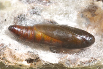 Pempelia albariella (Zeller, 1839) - ������� ---