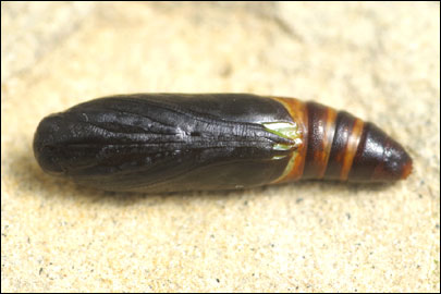 Pempelia albariella (Zeller, 1839) - ������� ---