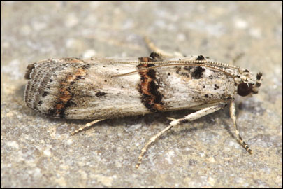 Pempelia albariella (Zeller, 1839) - ������� ---